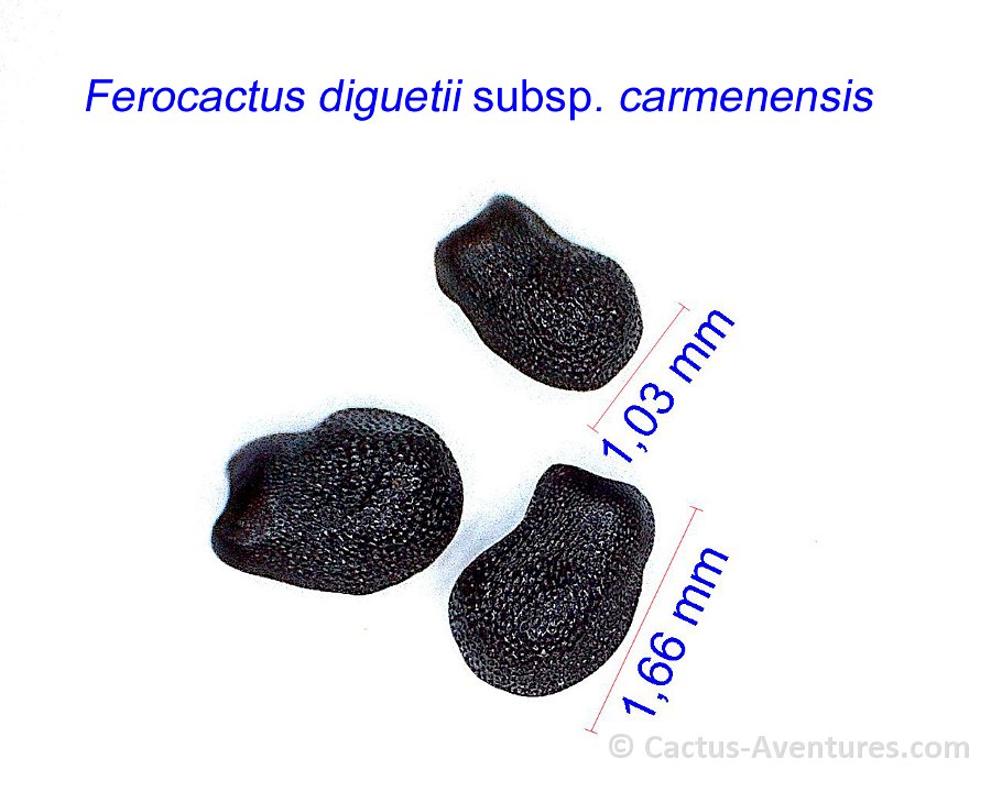 Ferocactus diguetii subsp. carmenensis JM